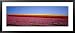 Field of Flowers, Near Encinitas, California, USA Scenic Framed Art Poster Print by Panoramic Images, 43x19