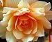 Creme Du Lait Begonia Seed Pack