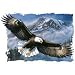 +september Anthem~eagle Womens Scoop Neck T-Shirt
