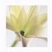 (16x16) White Lily Flower floral photo art POSTER beautiful NEW