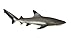 Safari Ltd  Wild Sea Life Blacktip Reef Shark