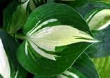 Dream Queen Hosta Thick Blue Leaves White Flowers 31Rnqy5HWWL. SL160 Dream Queen Hosta Thick Blue Leaves White Flowers