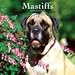 Mastiffs 2009 Wall Calendar