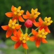Scarlet Milkweed (Asclepias curassavica) - Jumbo Wildflower Seed Packet