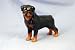 rottweiler11 - Rottweiler