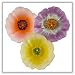 Poppy Flower Floating Candles Icelandic - 3¼