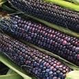 Organic Hopi Blue Flour Corn - 100 Seeds