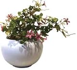 �s���ԁE�ԕr�tF-style vase Violet wood-sorrel�i�o�C�I���b�g �E�b�h �\�����i�����T�L�J�^�o�~�j�j