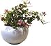 �s���ԁE�ԕr�tF-style vase Violet wood-sorrel�i�o�C�I���b�g �E�b�h �\�����i�����T�L�J�^�o�~�j�j