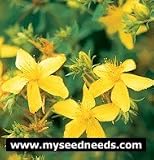 St. Johnswort Herb - 500 Seeds