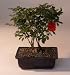 Bonsai Boy\'s Flowering Mini Rose<br>Tiny Red