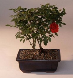 Bonsai Boy's Flowering