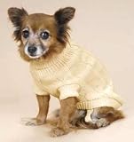 Winter White Toffee Dog Sweater - Medium