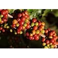 2 Pots of Kona Coffee live plants 3-5 inches tall in liner pots. Lowest Price