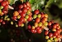 Kona Coffee 2 potted live plants