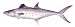 Fish Stix - Spanish Mackeral Decal