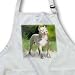 Dogs Pitbull - American Pit Bull Terrier - Aprons