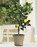 LOUSBONSAINURSERY MEYER LEMON TREE