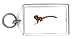 Keychain with primate, monkey, marmoset, brown, black