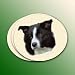 Border Collie Coasters - 4 Pack