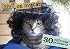 Stuff On My Cat: The Postcard Box - 30 Postcards