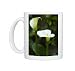 Photo Mugs of CRH-1028 Arum lillies - tuberous perennials grown for their leaves and trumpet from Ardea Wildlife Pets
