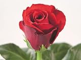 75 Beautiful Super Long Stem Roses RED