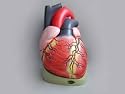 Human Heart Model - 4X Life Size Version