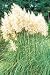 PAMPAS GRASS White Feather - Garden Perennial 50 SEEDS