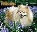 Pomeranians 2010 Deluxe Wall Calendar