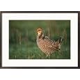 An Attwaters prairie chicken (Tympanuchus cupido attwateri) Subject Framed Art Poster Print by Joel Sartore, 29x21