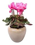 Potted Cyclamen