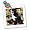 Bernese Mountain Dog - 10x10 Quilt Square