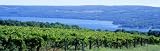 Vineyard, Finger Lakes, New York, USA Photographic Poster Print by Panoramic Images, 36x12