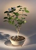 Arabian Jasmine Bonsai Tree - Medium.(jasminum sambac)