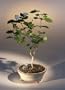 Arabian Jasmine Bonsai Tree - Medium.(jasminum sambac)