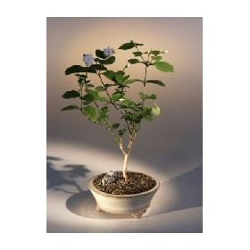 Arabian Jasmine Bonsai Tree - Medium.(jasminum sambac)