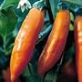 Organic Criolla Sella Chile Pepper - 50 Seeds