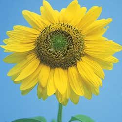 Mammoth Gray Stripe Sunflower - 1 Ounce