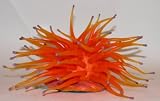 Large Anemone/ Light Orange