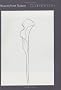 Drawn From Nature: The Plant Lithographs Of Ellsworth Kelly