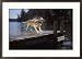 Dog Shaking Off Water on Dock Framed Photographic Poster Print by Chip Henderson, 29x21
