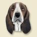 Basset Hound Doogie Head