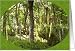 Oboe Forest Card