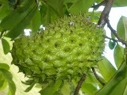 SOURSOP / Guanabana / Graviola / Annona muricata 3 SEEDS SOURSOP / Guanabana / Graviola / Annona muricata 3 SEEDS