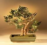 Artificial Elm Bonsai Tree. Upright Style UP-2
