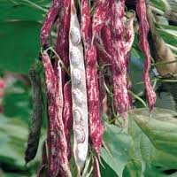 Borlotto Solista Bush