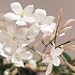 Jasmine