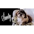 Airbrushed License Plate - Photo License Plate - Harley Doggie Snooty - #9