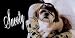 Airbrushed License Plate - Photo License Plate - Harley Doggie Snooty - #9
